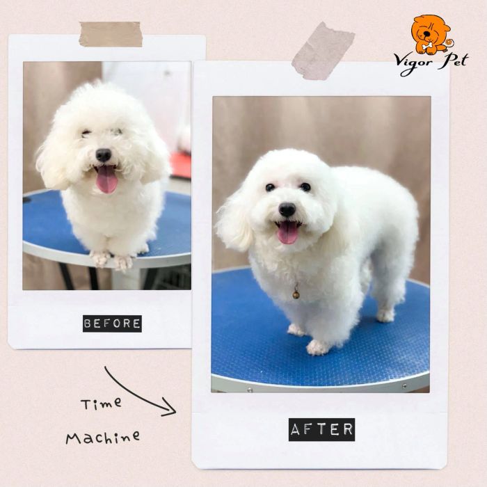 Quy trình cắt tỉa chuyên nghiệp tại Vigor Pet