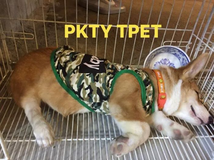 Không gian khám chữa bệnh tại Phòng Khám T-Pet Đức Phổ (3)