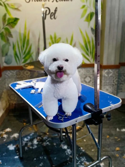 Không gian chăm sóc chuyên nghiệp tại Thanh Xuân Pet