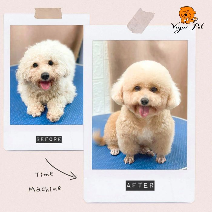 Góc làm đẹp thú cưng đạt chuẩn tại Vigor Pet Nha Trang