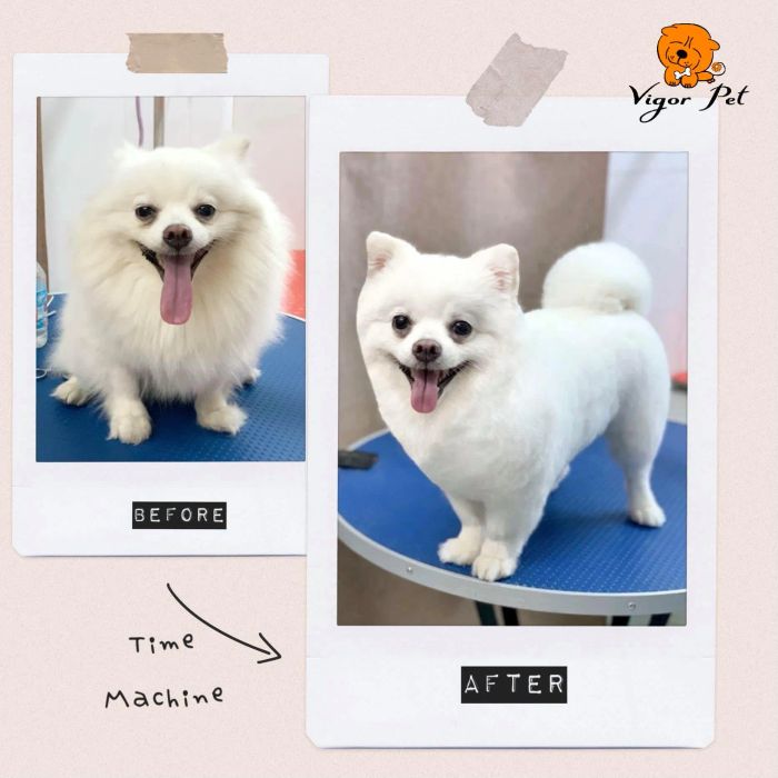 Không gian sang trọng tại Vigor Pet Nha Trang