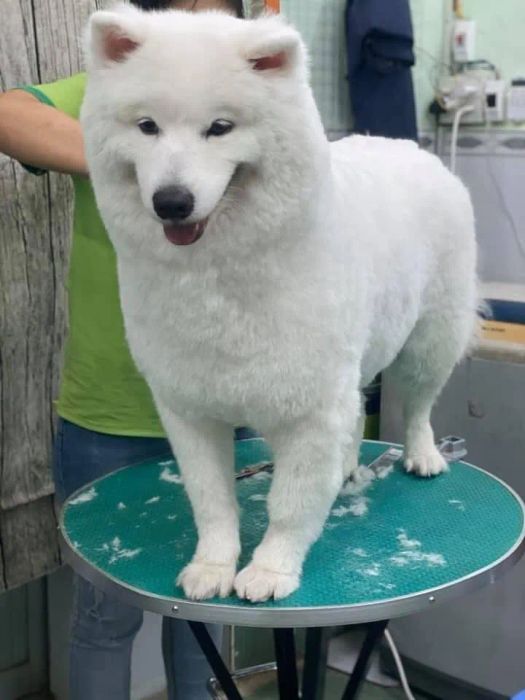 Khoảnh khắc ấm áp tại RƠM ƠI PET CARE - Ảnh 2
