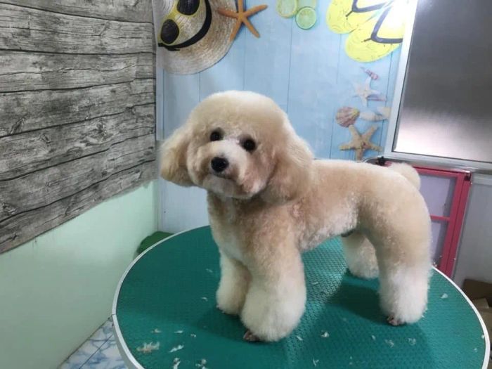 Khoảnh khắc đáng yêu tại RƠM ƠI PET CARE - Ảnh 1