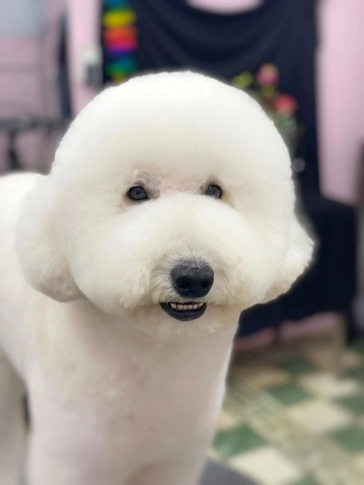 Hình ảnh thực tế dịch vụ grooming tại ALOHA Petshop