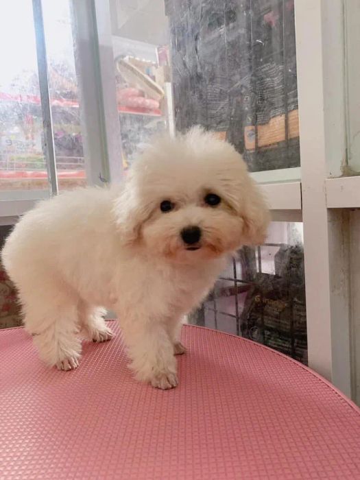 Chi Cục Thú Y Cà Mau ảnh 2