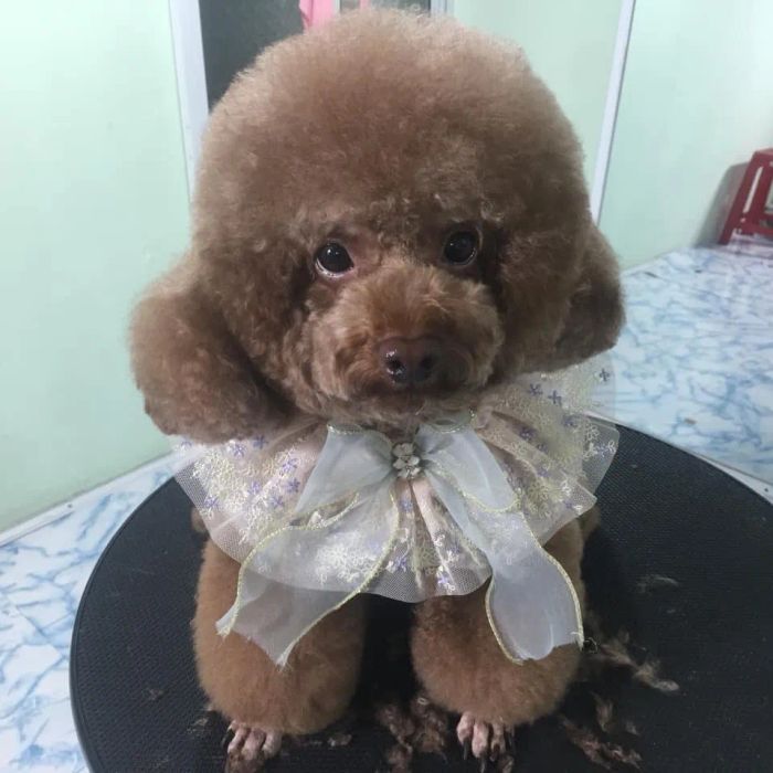 Những góc hình đáng yêu tại RƠM ƠI PET CARE - Ảnh 3