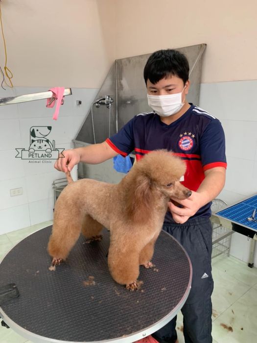 Hình ảnh đội ngũ bác sĩ thú y tận tâm tại Petland Hải Dương
