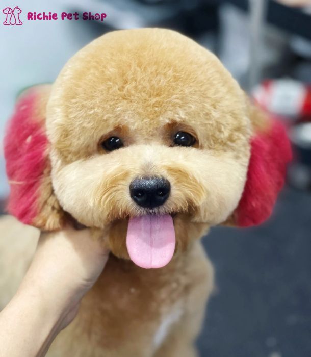 Góc làm đẹp đạt chuẩn tại Richie Pet Shop