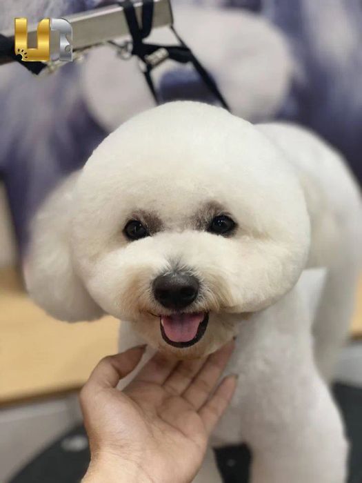 Quy trình tắm và làm đẹp tiêu chuẩn tại Lona Pets