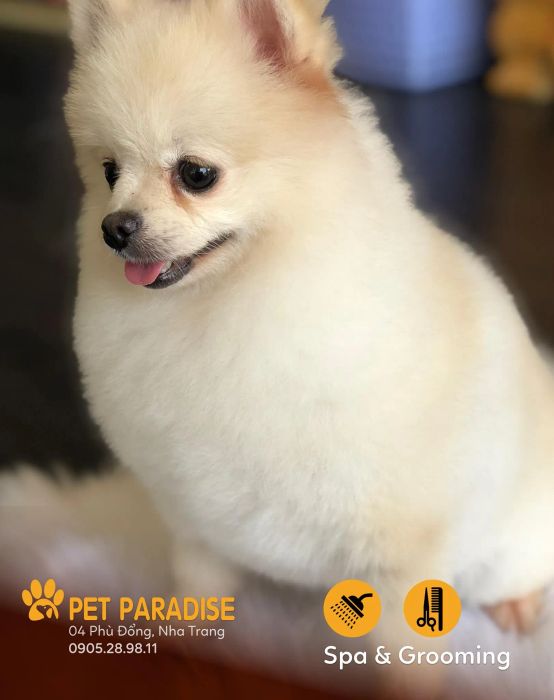 Những khoảnh khắc đáng yêu tại Pet Paradise - Ảnh 3