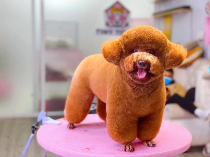 Quy trình chăm sóc chuyên nghiệp tại TINY TOWN