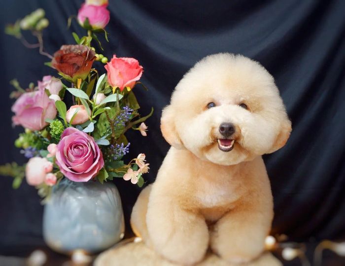 Không gian cắt tỉa chuyên nghiệp tại ALOHA Petshop