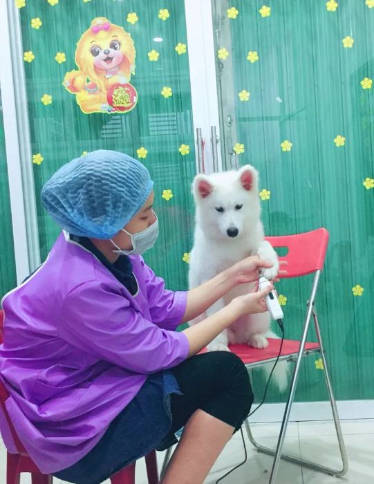 Ảnh đẹp về thú cưng tại Nha Trang - Khoảnh khắc số 3