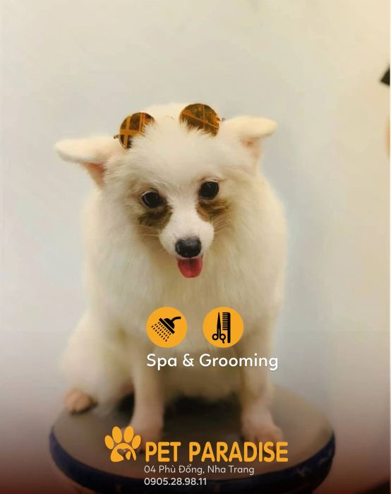 Những góc hình ấn tượng tại Pet Paradise - Ảnh 2