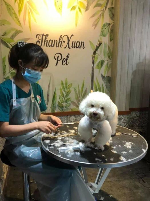 Quy trình cắt tỉa chuyên nghiệp tại Thanh Xuân Pet