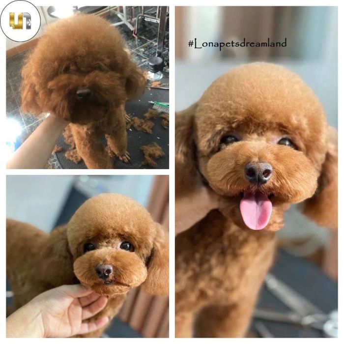 Khu vực chăm sóc chuyên nghiệp tại Lona Pets Dreamland