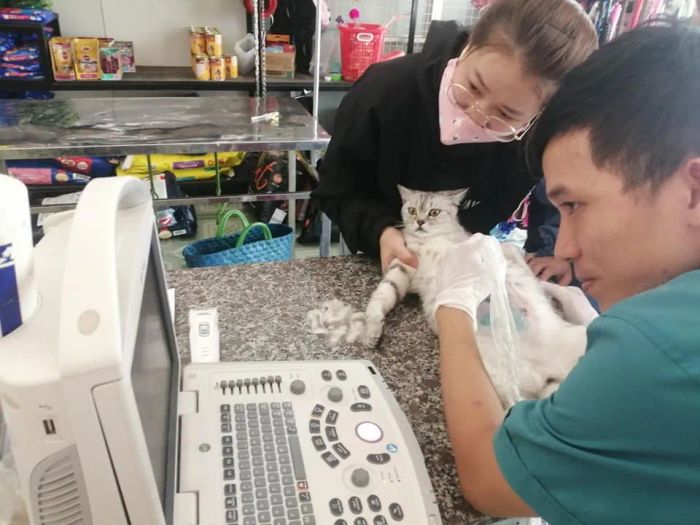 Không gian khám chữa bệnh hiện đại tại MY PET (2)