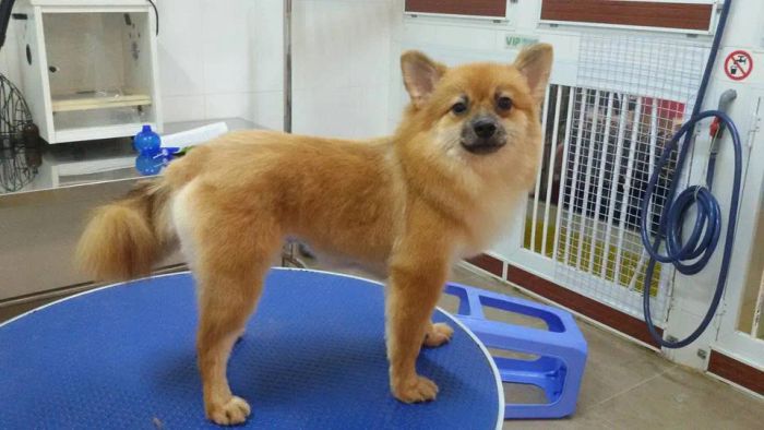 Phòng khám Thú Y Thịnh Phát ảnh 1