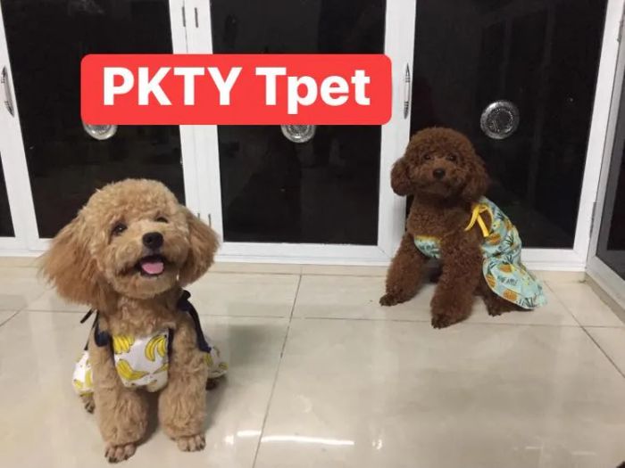 Hình ảnh thực tế Phòng Khám Thú Y T-Pet Đức Phổ (2)