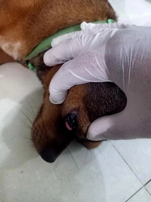 Bác sĩ Tuấn trong giờ khám bệnh cho thú cưng