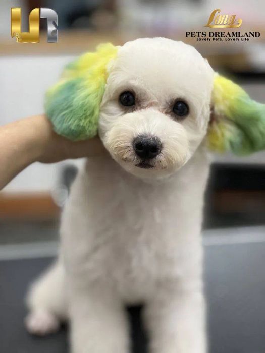 Không gian đẳng cấp tại Lona Pets Dreamland
