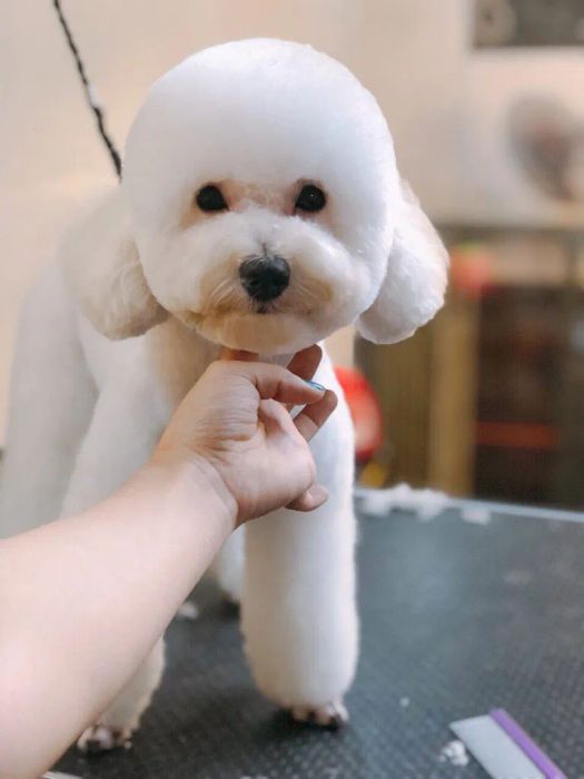 Quy trình spa cao cấp tại Pet Nha Trang