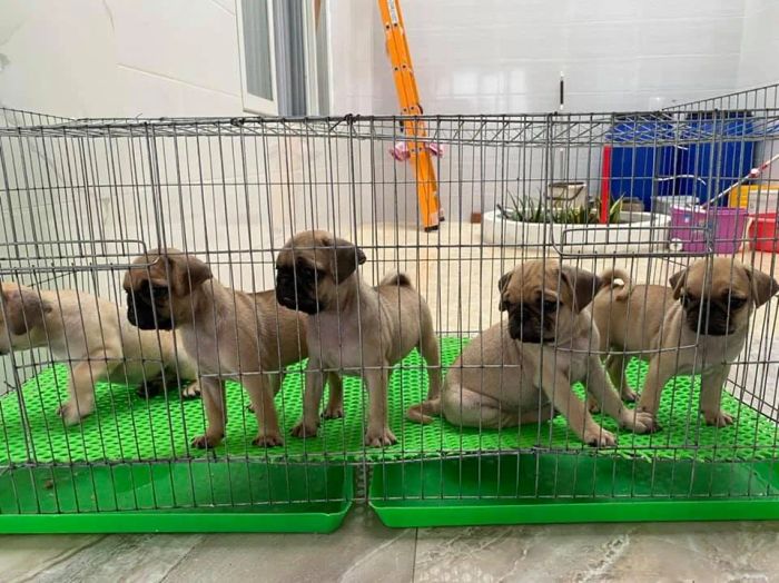 Phòng Khám Thú Y Hồng Nghĩa ảnh 1