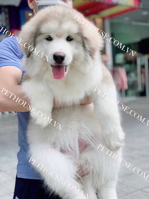 Hình ảnh chó Alaska tại Pet House (Nguồn: Pet House)