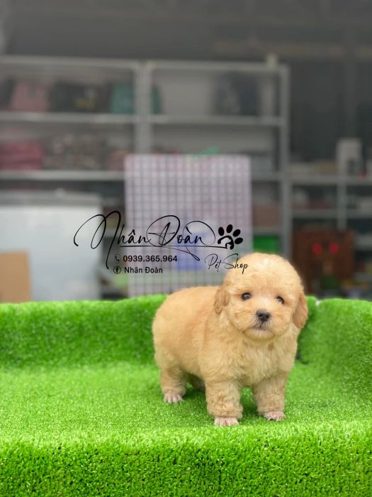 Hình ảnh không gian sang trọng tại Nhân Đoàn Pet Shop