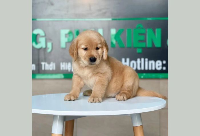 Những chú chó Golden đáng yêu tại Lê Trung Pet