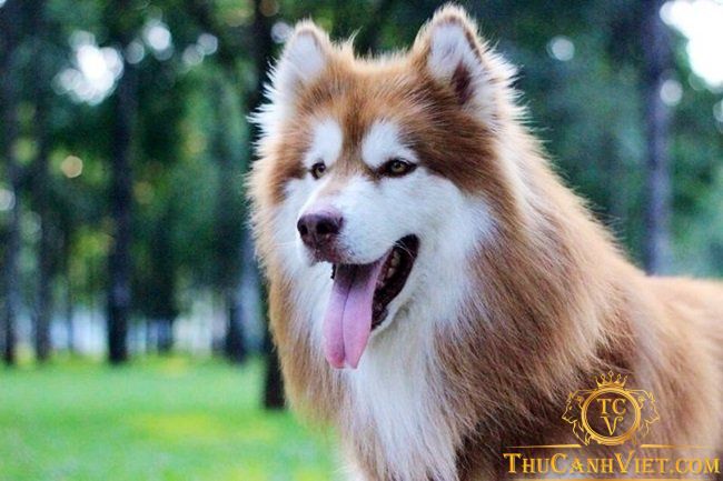 Ảnh tham khảo chó Alaska thuần chủng (Nguồn: Internet)