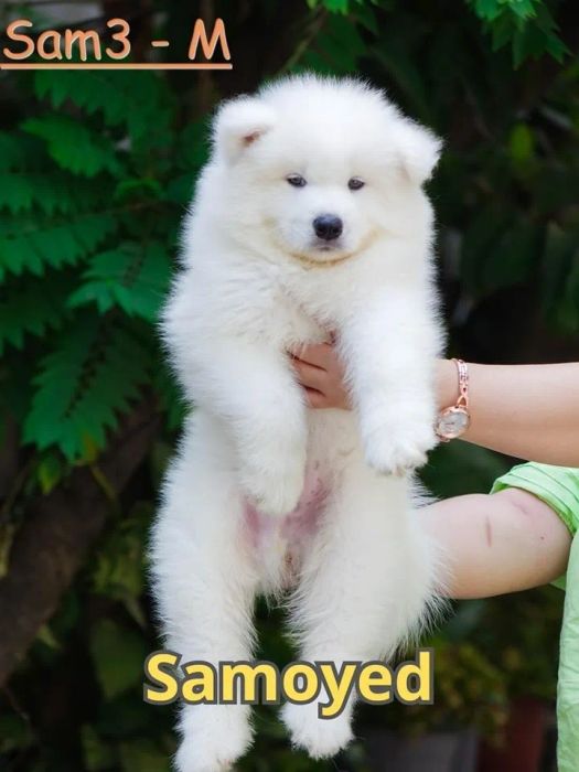 Không gian chăm sóc chó tại S&C Dog Shop