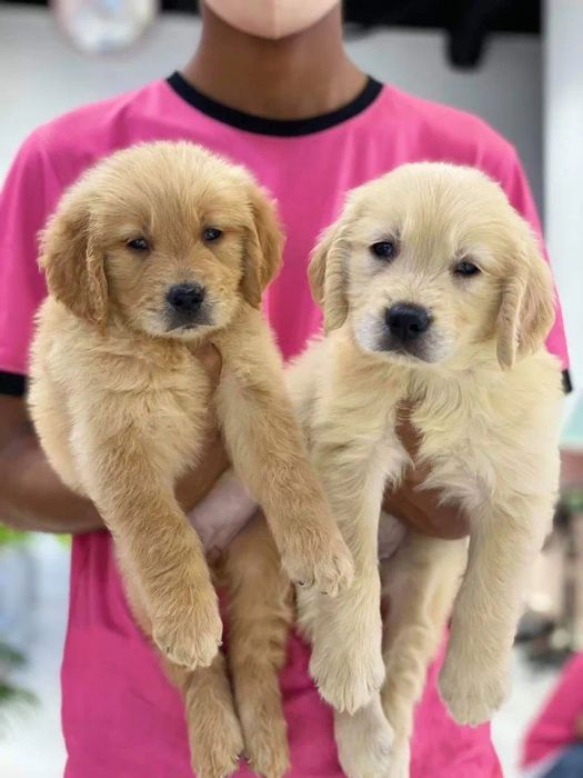 Không gian chăm sóc chó tại Mật Pet Family