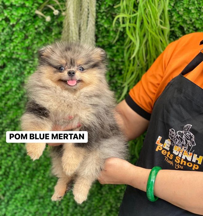 Không gian Lê Bình Pets Shop (2)
