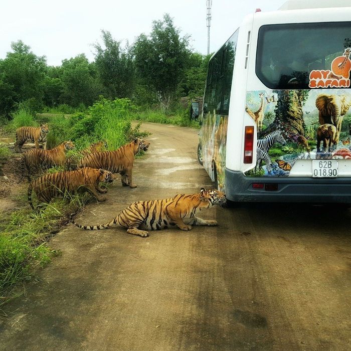 Hình ảnh Safari Mỹ Quỳnh - Hành trình khám phá thiên nhiên kỳ thú