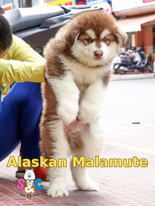 Hình ảnh không gian S&C Dog Shop