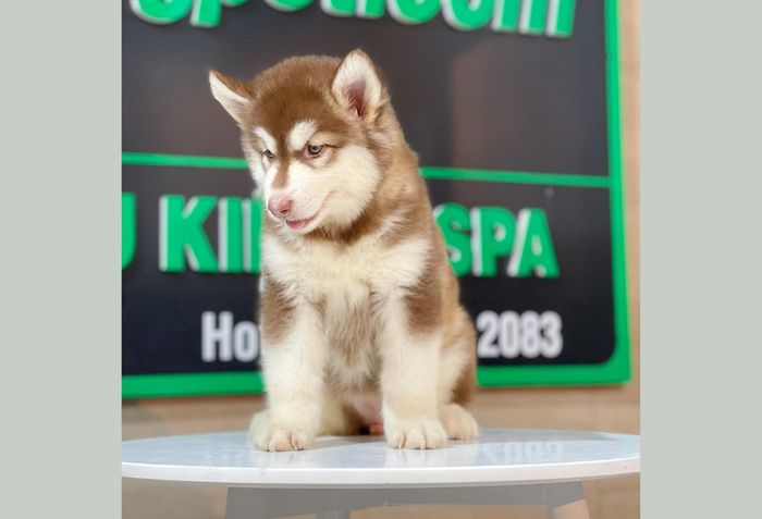 Hình ảnh chó Alaska tại Lê Trung Pet