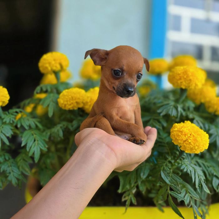 Không gian chăm sóc thú cưng tại Huỳnh Tâm Pet (Ảnh 2)