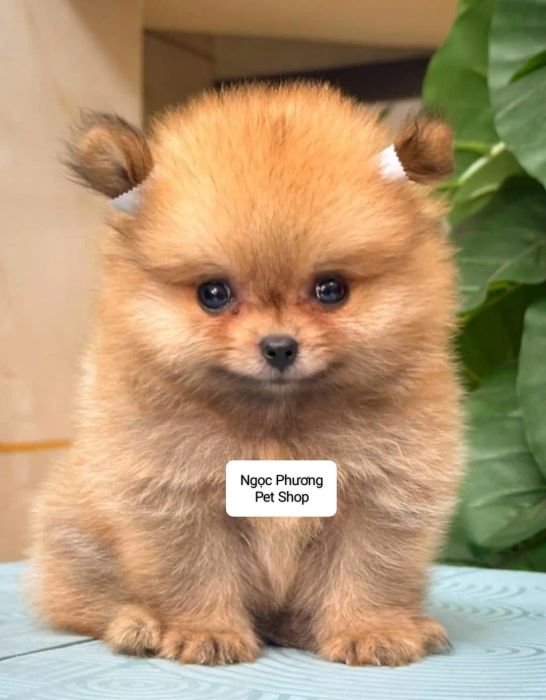 Không gian chăm sóc thú cưng tại Ngọc Phương Pet