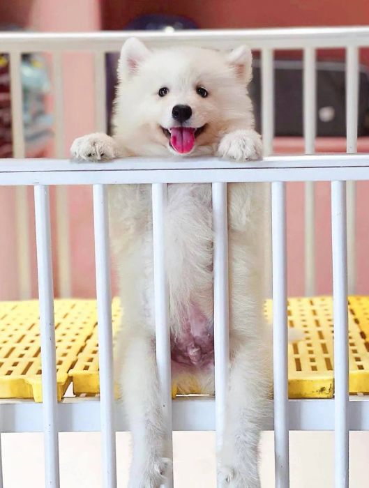 Những chú cún Golden & Samoyed đáng yêu tại Mật Pet Family
