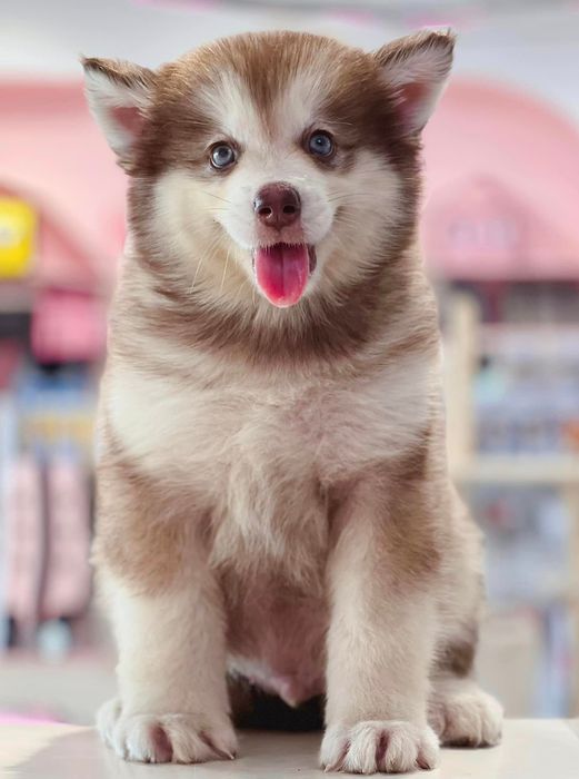 Hình ảnh không gian Mật Pet Family (Nguồn: Mật Pet Family)