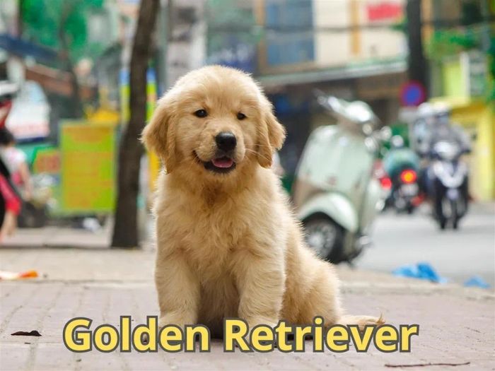 Những chú chó khỏe mạnh tại S&C Dog Shop