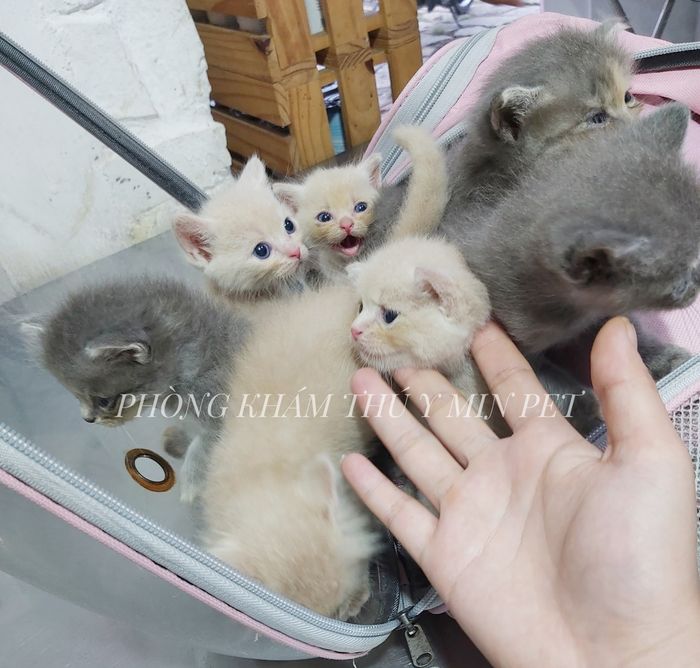 Hình ảnh Phòng Khám Thú Y Min Pet Bà Rịa