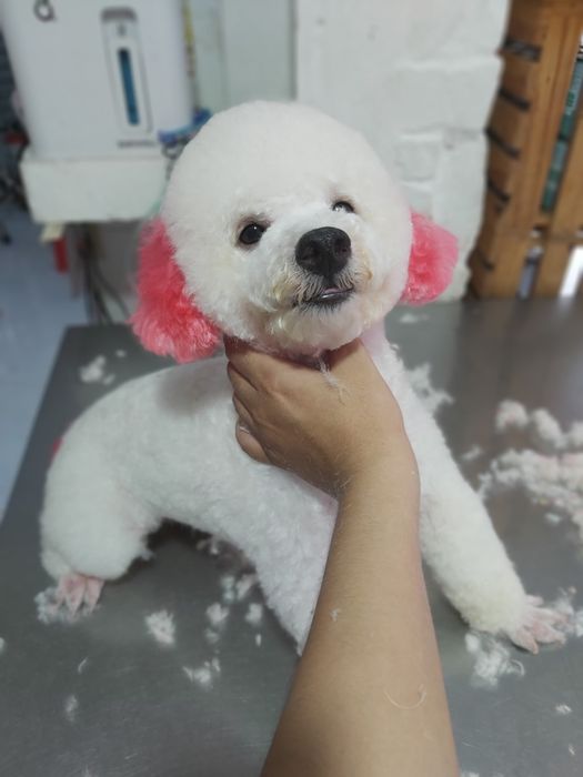 Hình ảnh Phòng Khám Thú Y Min Pet Bà Rịa - Ảnh 2