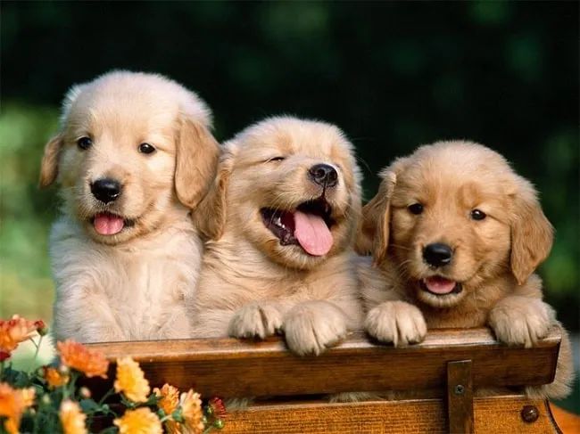 Hình ảnh minh họa chó Golden & Samoyed (Nguồn: Internet)