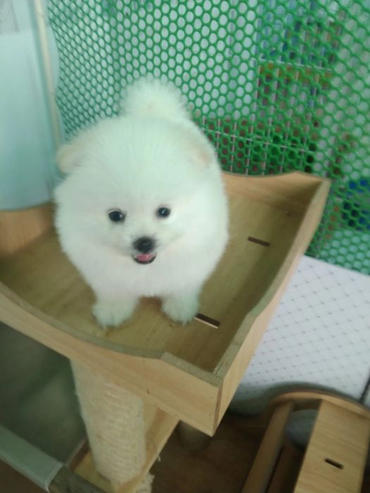 Không gian bán thú cưng tại Huỳnh Tâm Pet