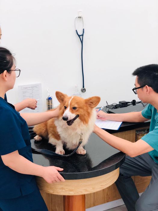 Hình ảnh Bệnh viện thú y HP PET Bà Rịa - Ảnh 1