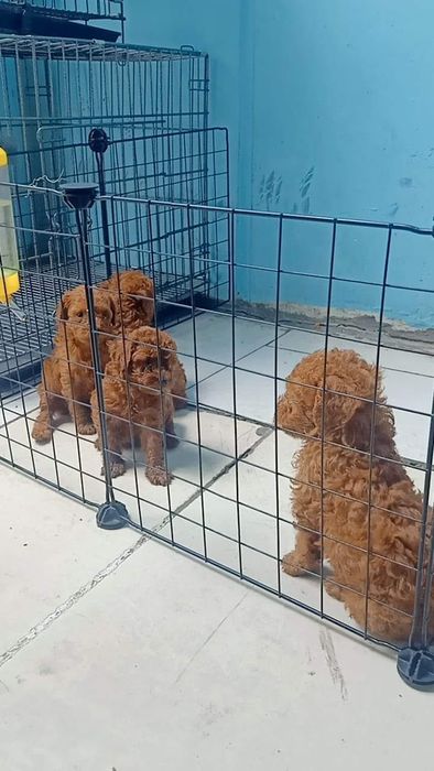 Không gian Ngọc Thơ Petshop (1)