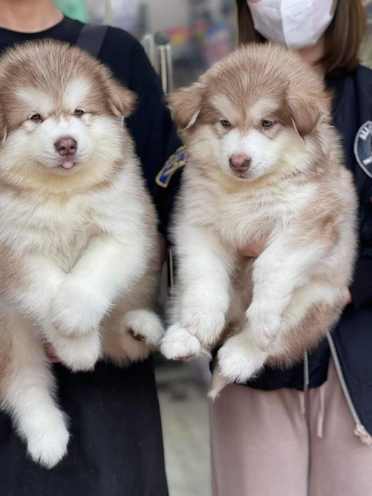 Hình ảnh chó Alaska tại S&C Dog Shop
