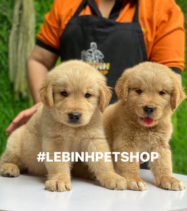 Không gian Lê Bình Pets Shop (1)